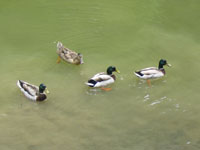 Nice Ducks