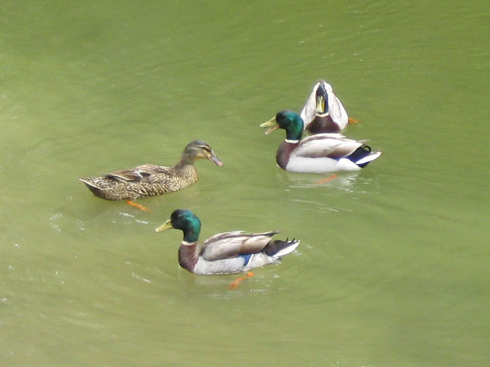 Pretty Ducks