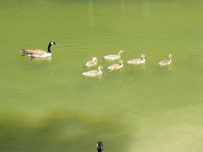 Canadian Goose Family