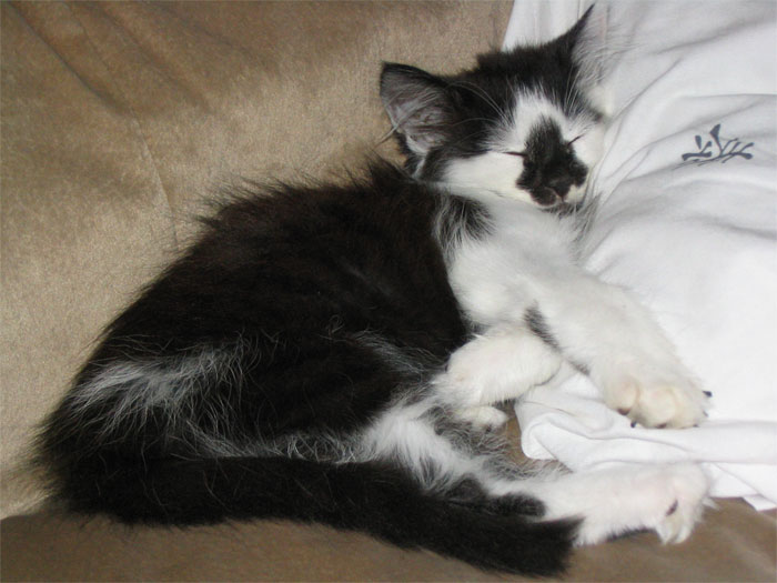 Sleepy Mew